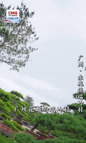 通联随配 勇立潮头大湾区丨百年盆景村破圈记