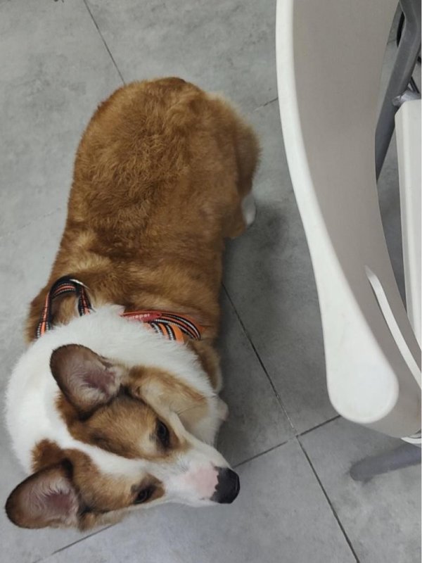 658配资 新瑞鹏旗下宠颐生动物医院康贝儿分院：守护宠物夏日皮肤健康